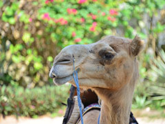 Camel safari3