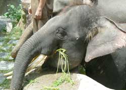 elephant bathing3