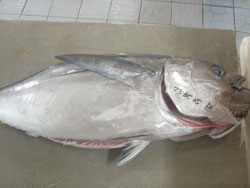 tuna23