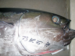 tuna24