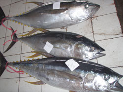 tuna1
