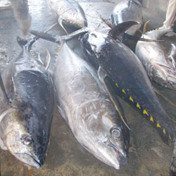 tuna27