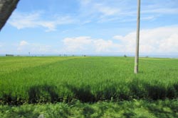 Green field, Tabanan