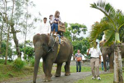 enjoy an elephant ride