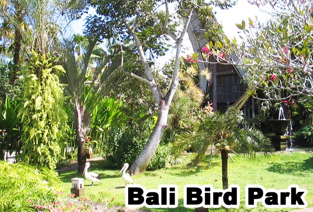 Bali bird park