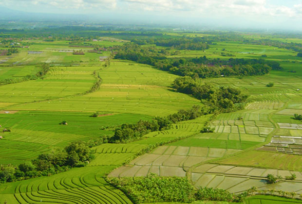 Rice terrace from the air