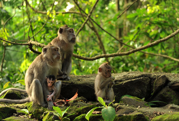 Monkey Forest