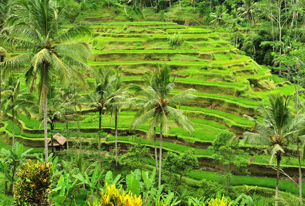 Tegal Lalang Rice Terrace