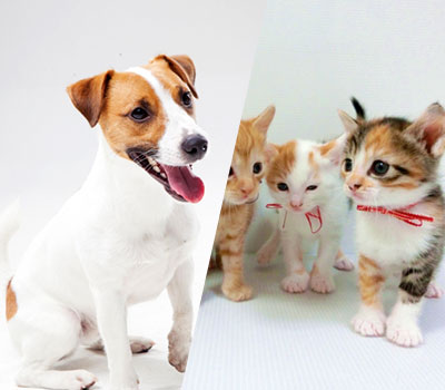 バリ島 ペット（犬、猫等）移住 画像