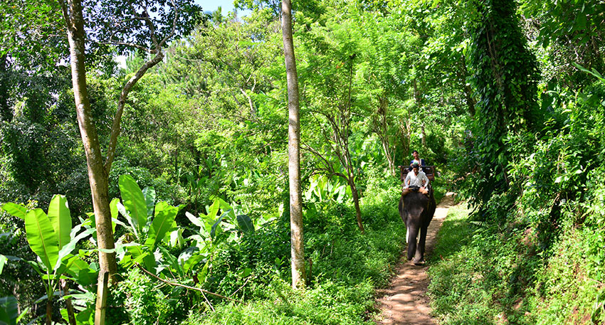 バリ島の大自然の中をゆっくりと象と散歩します