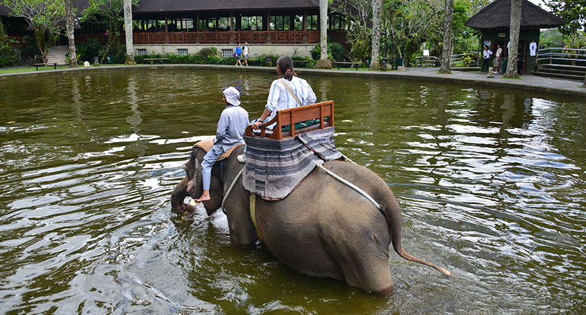 最後は象が池に入ります
