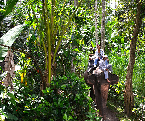 象に乗ってゆっくりと散歩を楽しみましょう