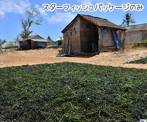天草の栽培が盛んなレンボンガン島